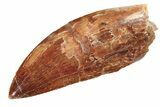 Serrated Carcharodontosaurus Tooth - Thick Tooth #159468-1